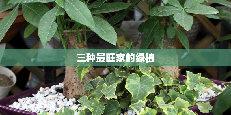 三种最旺家的绿植