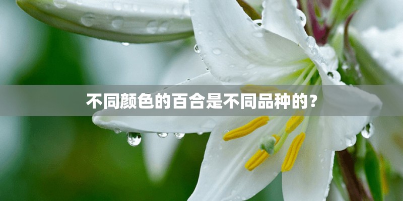 不同颜色的百合是不同品种的？