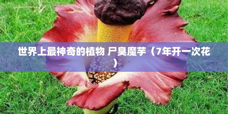 B站核爆霍元甲背景动漫是哪个