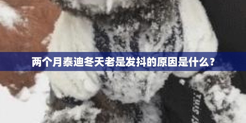 两个月泰迪冬天老是发抖的原因是什么？
