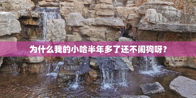 为什么我的小哈半年多了还不闹狗呀？