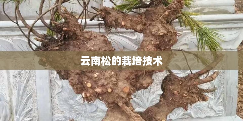 云南松的栽培技术