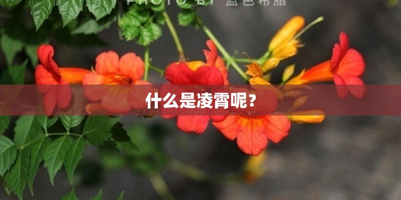 什么是凌霄呢？