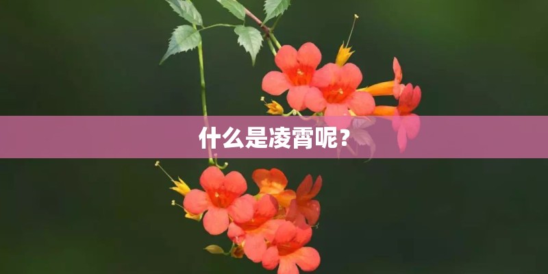 什么是凌霄呢？