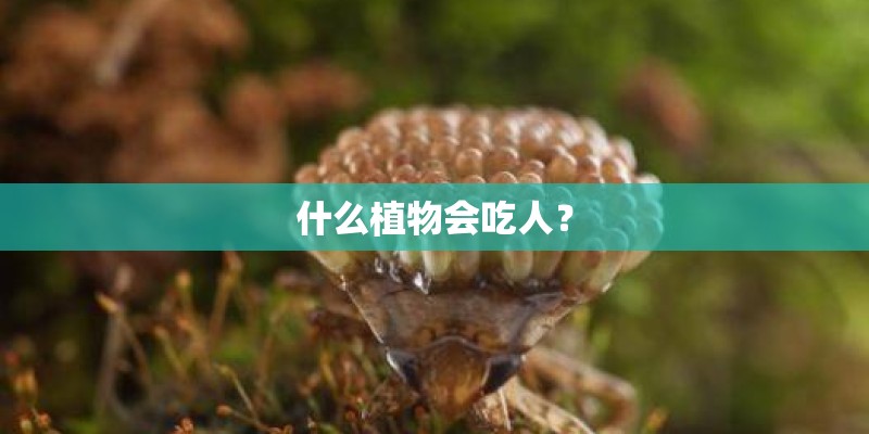 什么植物会吃人？