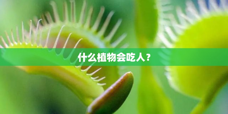 什么植物会吃人？