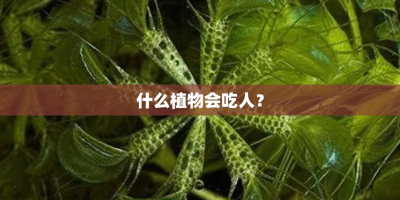 什么植物会吃人？