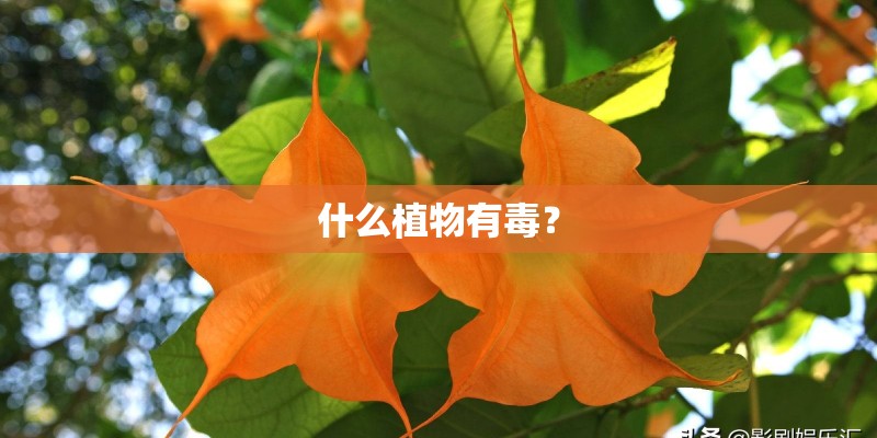 什么植物有毒？