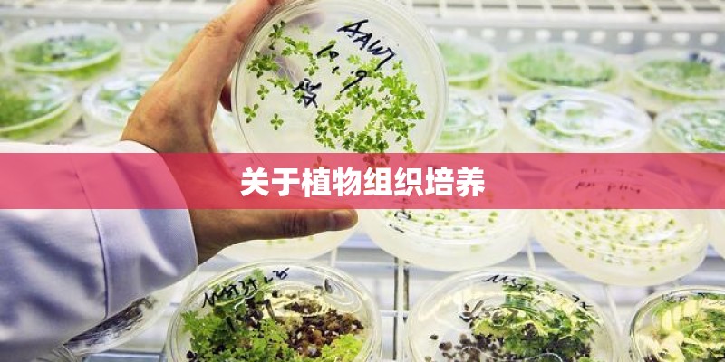 关于植物组织培养