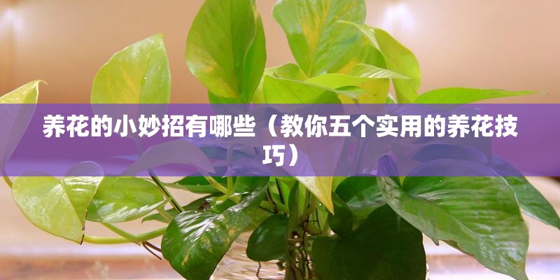 养花的小妙招有哪些（教你五个实用的养花技巧）