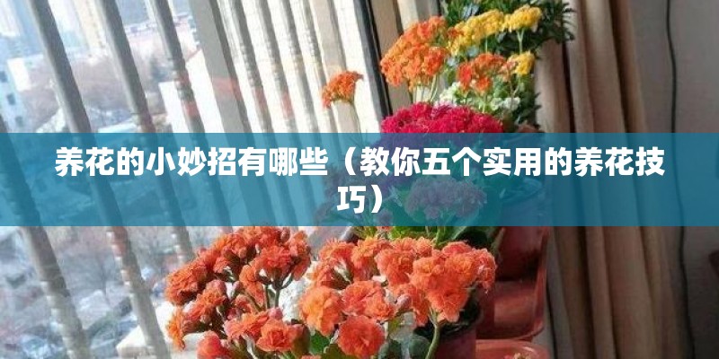 养花的小妙招有哪些（教你五个实用的养花技巧）