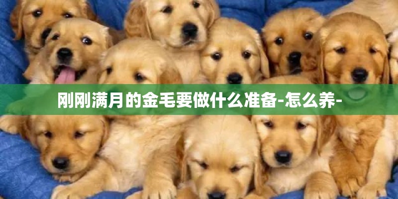 刚刚满月的金毛要做什么准备-怎么养-