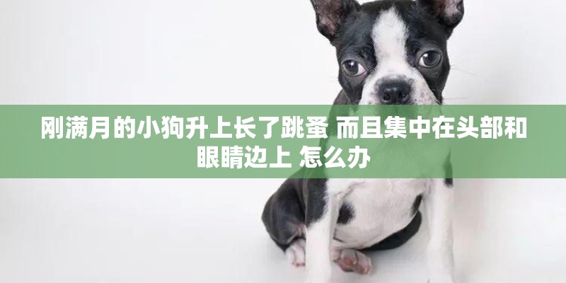 刚满月的小狗升上长了跳蚤 而且集中在头部和眼睛边上 怎么办