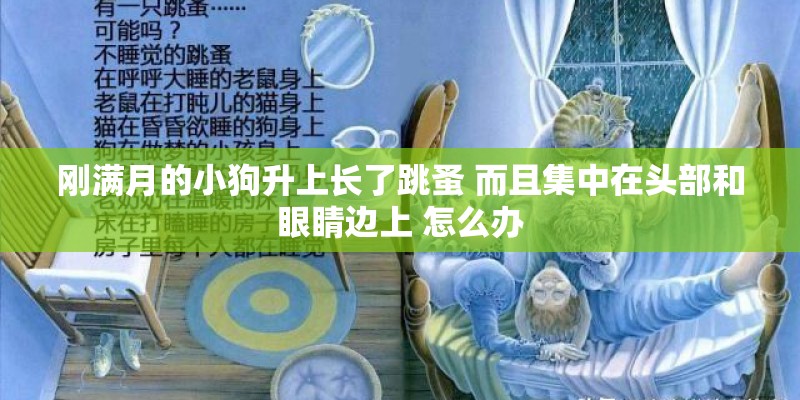 刚满月的小狗升上长了跳蚤 而且集中在头部和眼睛边上 怎么办