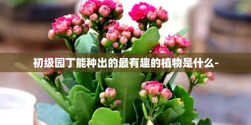 初级园丁能种出的最有趣的植物是什么-