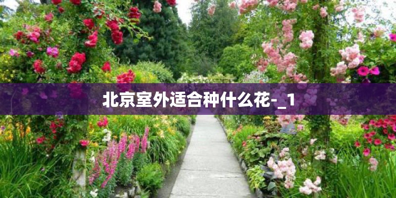 北京室外适合种什么花-_1