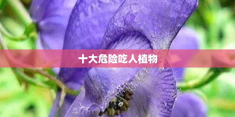 十大危险吃人植物