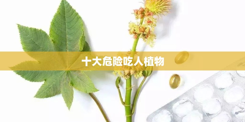 十大危险吃人植物