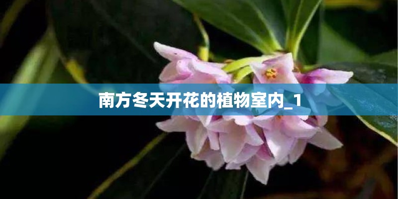 南方冬天开花的植物室内_1 南方冬天开花的植物室内_1