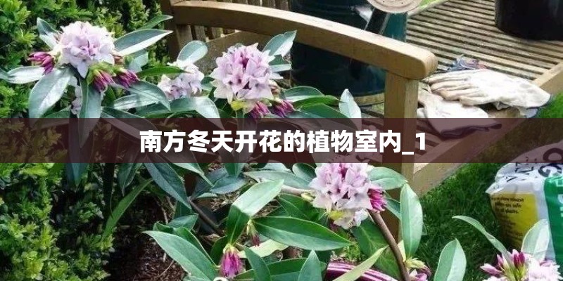 南方冬天开花的植物室内_1 南方冬天开花的植物室内_1