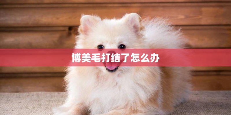 博美毛打结了怎么办