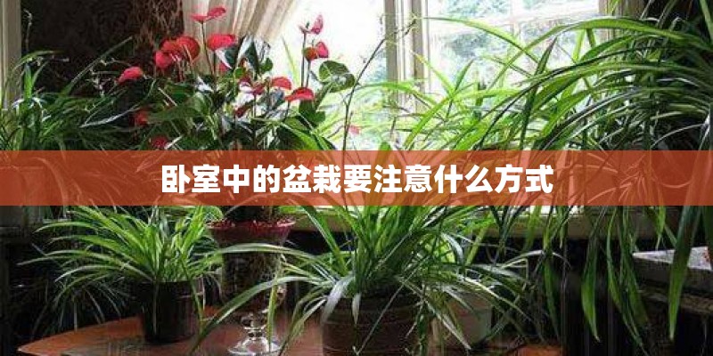 卧室中的盆栽要注意什么方式
