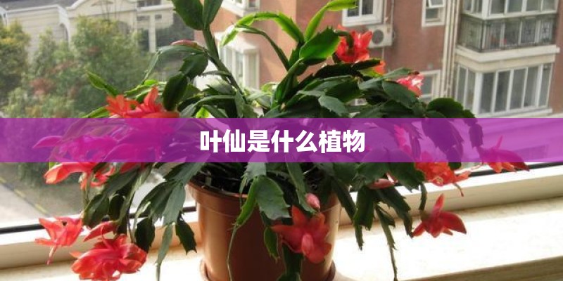 叶仙是什么植物