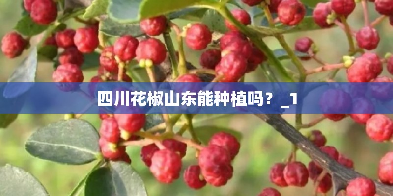 四川花椒山东能种植吗？_1