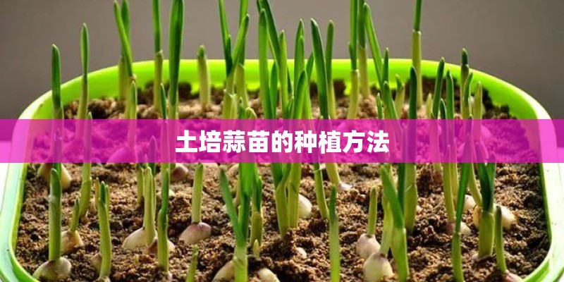 土培蒜苗的种植方法