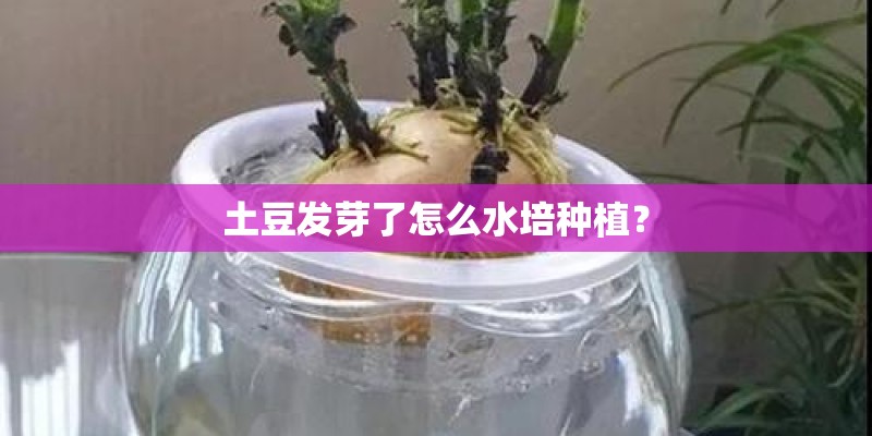 土豆发芽了怎么水培种植？