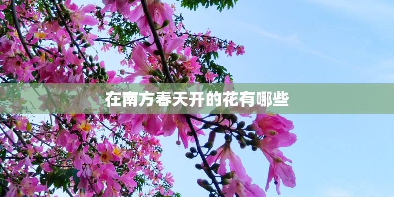在南方春天开的花有哪些 在南方春天开的花有哪些