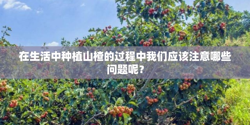 在生活中种植山楂的过程中我们应该注意哪些问题呢? 在生活中种植山楂的过程中我们应该注意哪些问题呢?