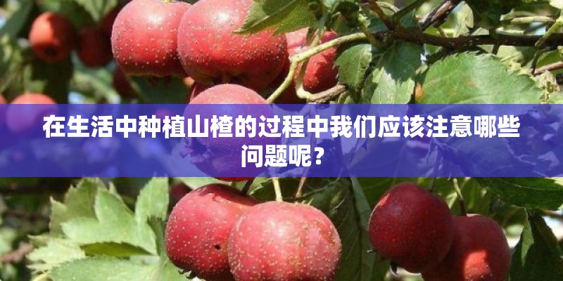 在生活中种植山楂的过程中我们应该注意哪些问题呢? 在生活中种植山楂的过程中我们应该注意哪些问题呢?