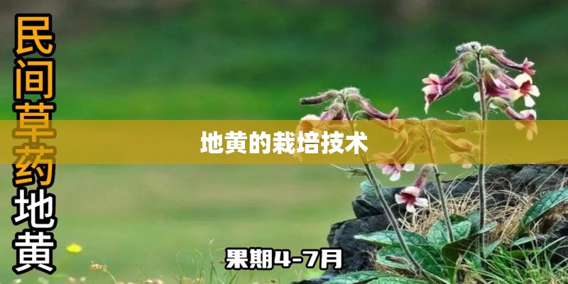地黄的栽培技术 地黄的栽培技术