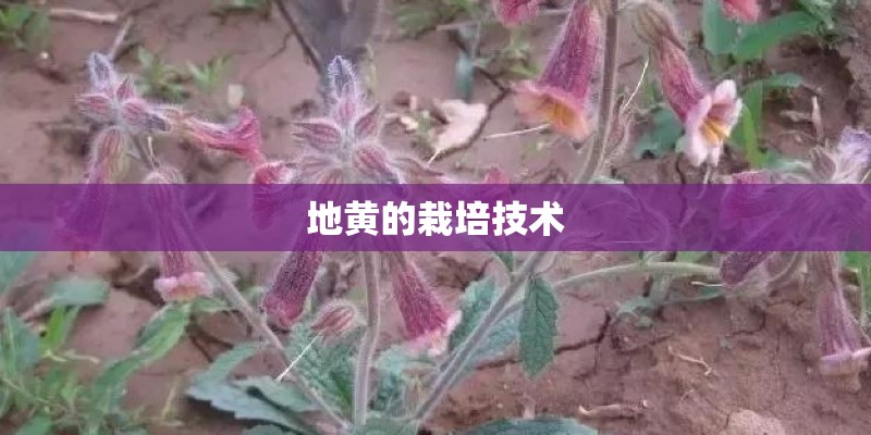 地黄的栽培技术 地黄的栽培技术