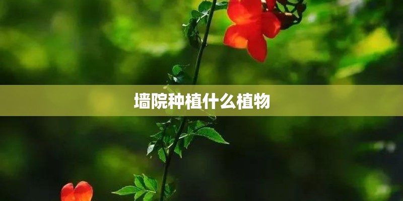 墙院种植什么植物 墙院种植什么植物