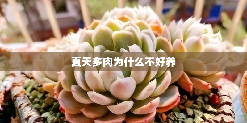 夏天多肉为什么不好养 夏天多肉为什么不好养