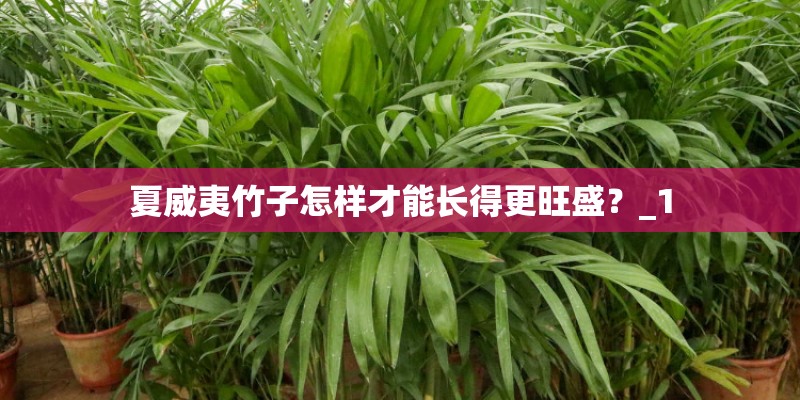 夏威夷竹子怎样才能长得更旺盛？_1