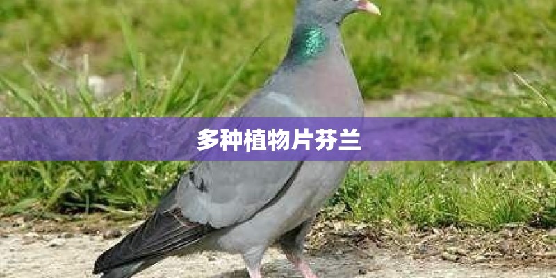 多种植物片芬兰 多种植物片芬兰