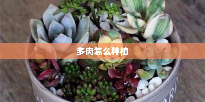多肉怎么种植 多肉怎么种植