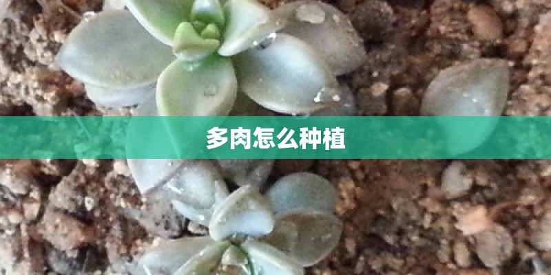 多肉怎么种植 多肉怎么种植