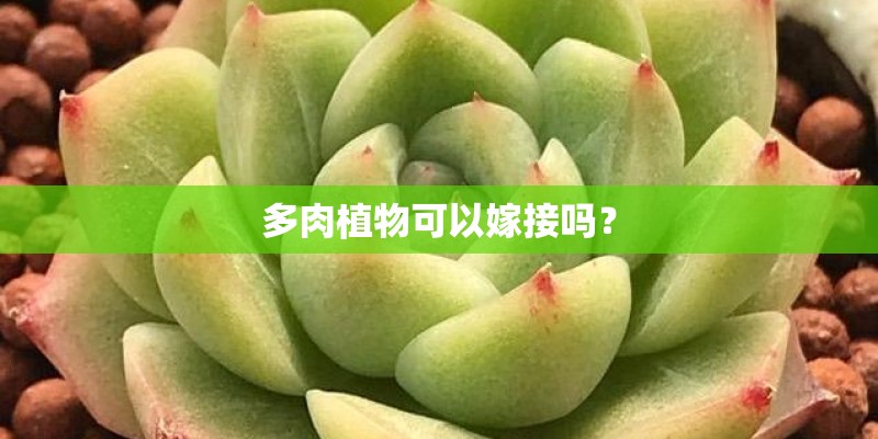多肉植物可以嫁接吗？