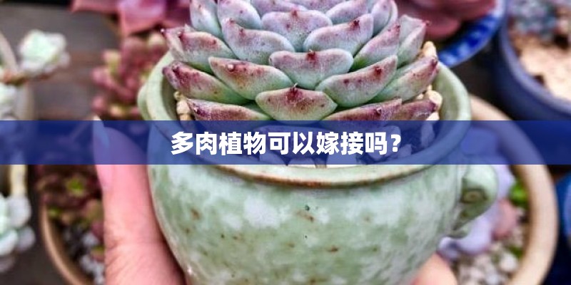 多肉植物可以嫁接吗？