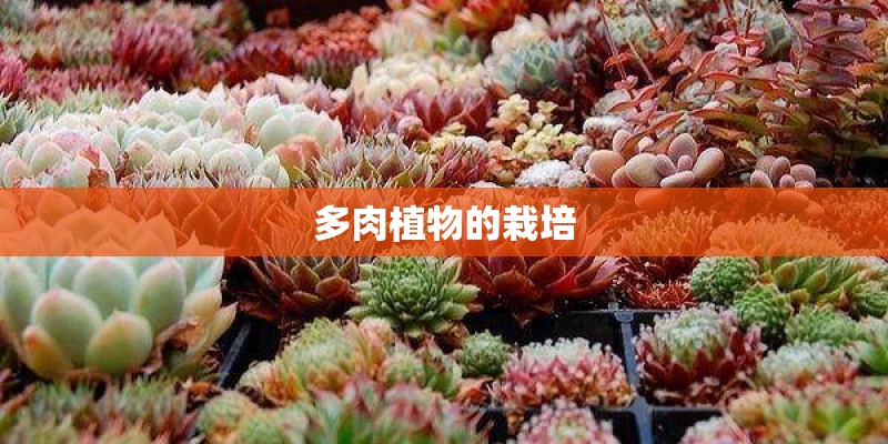 多肉植物的栽培 多肉植物的栽培