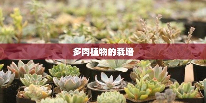 多肉植物的栽培 多肉植物的栽培