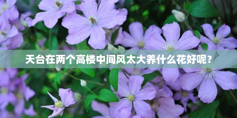 天台在两个高楼中间风太大养什么花好呢？