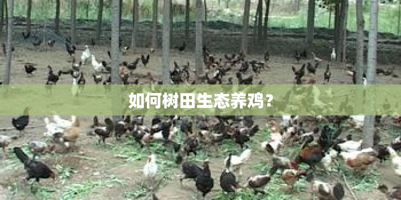 如何树田生态养鸡？