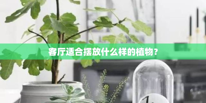客厅适合摆放什么样的植物？