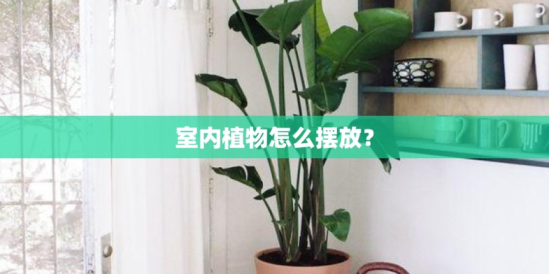 室内植物怎么摆放？