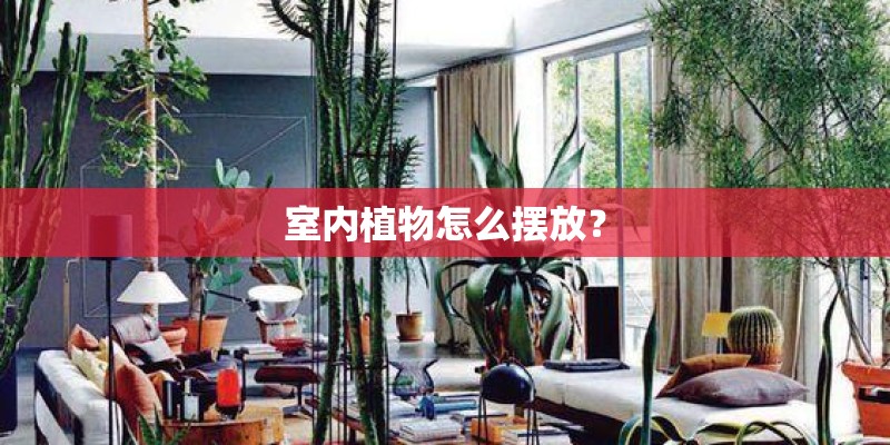 室内植物怎么摆放？